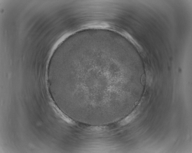 X0000065981240200603101414