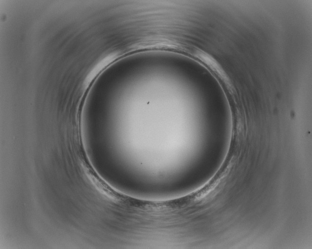 X0000065981242200603101414