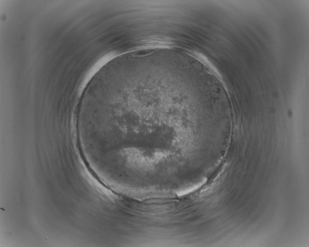 X0000065981243200603101414