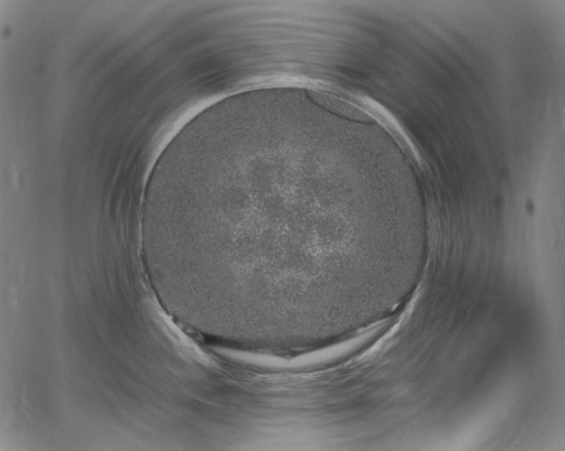 X0000065981244200603101414