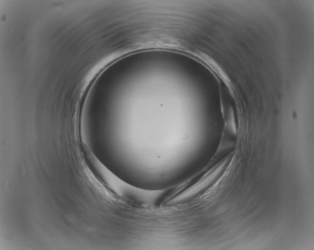 X0000065981246200603101414