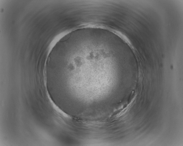 X0000065981247200603101414