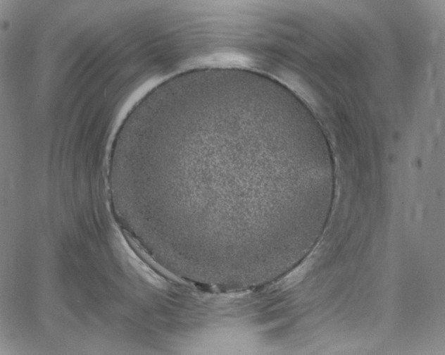 X0000065981248200603101414