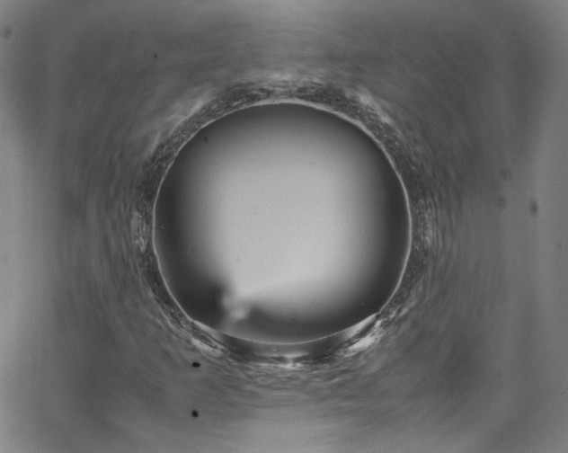 X0000065981253200603101413