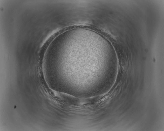 X0000065981256200603101413