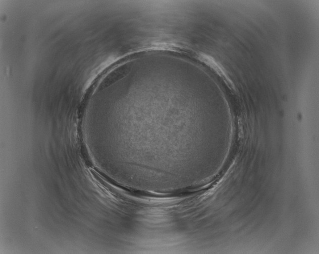 X0000065981260200603101413