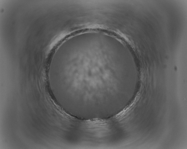 X0000065981263200603101413