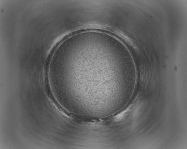 X0000065981264200603101413