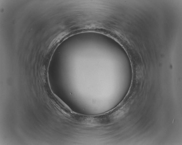 X0000065981265200603101413