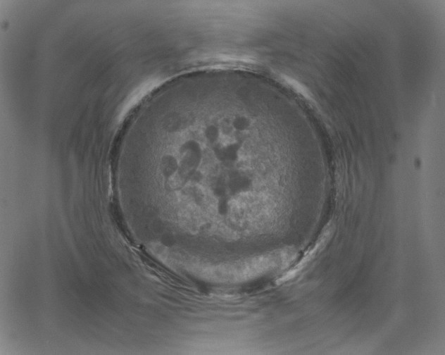 X0000065981267200603101413