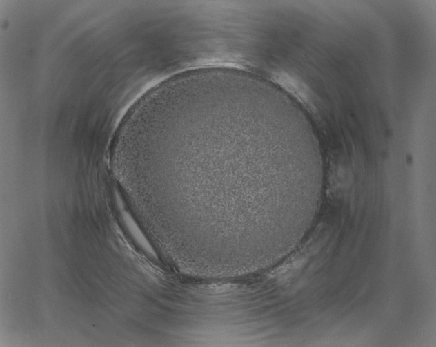 X0000065981268200603101413