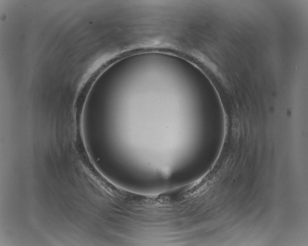 X0000065981270200603101413