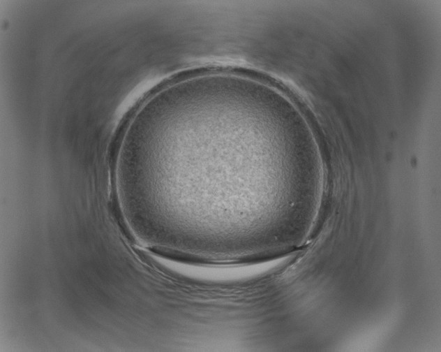 X0000065981271200603101413