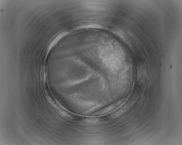 X0000065981274200603101413