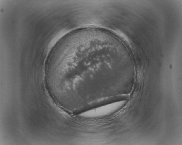 X0000065981279200603101413