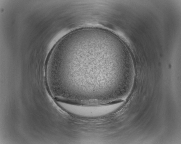 X0000065981287200603101413