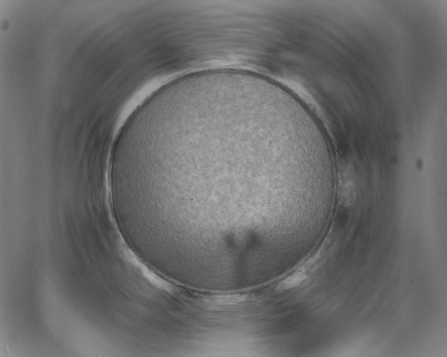 X0000065981294200603101413