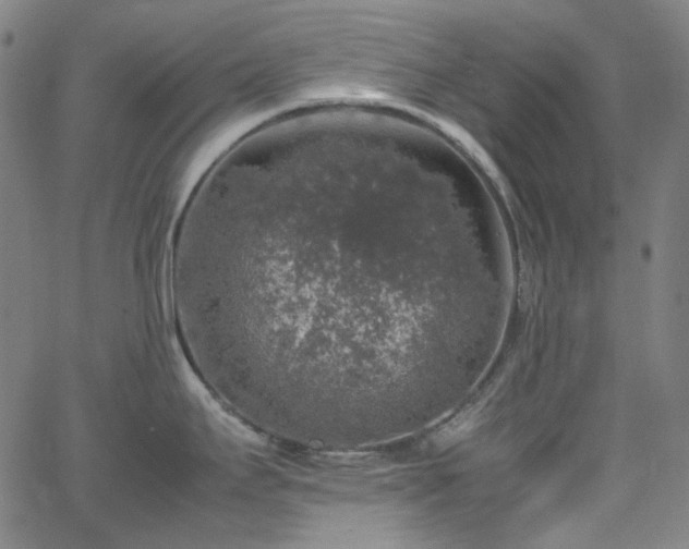 X0000065981295200603101413