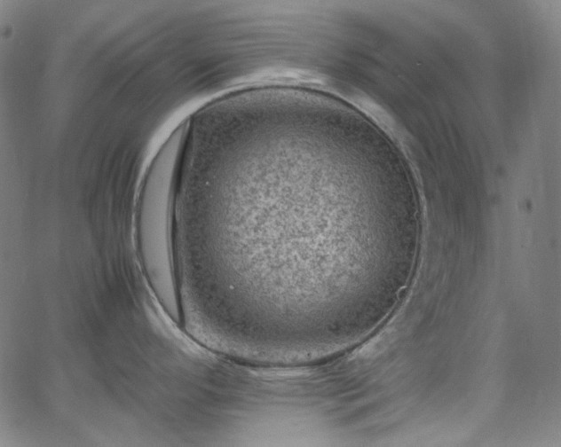 X0000065981296200603101413