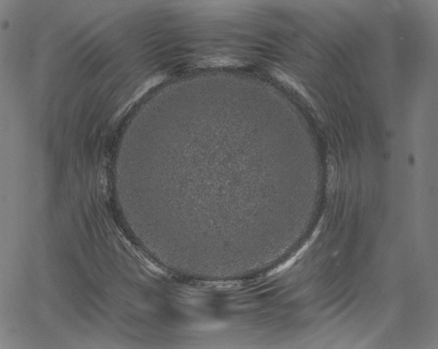 X0000065981305200603101412