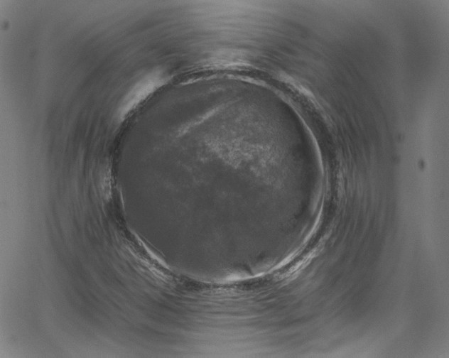 X0000065981306200603101412