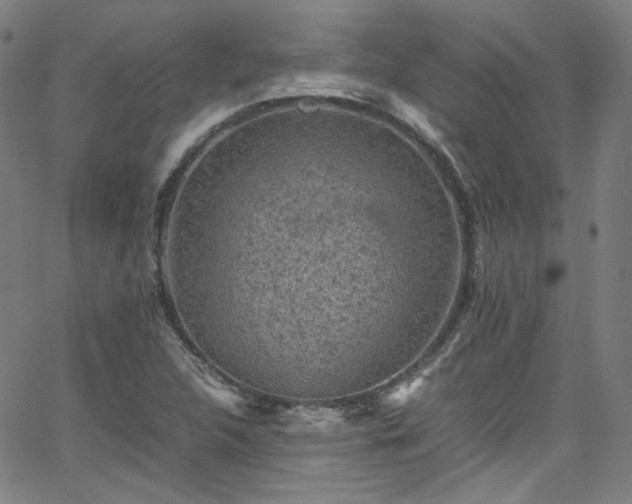 X0000065981312200603101412