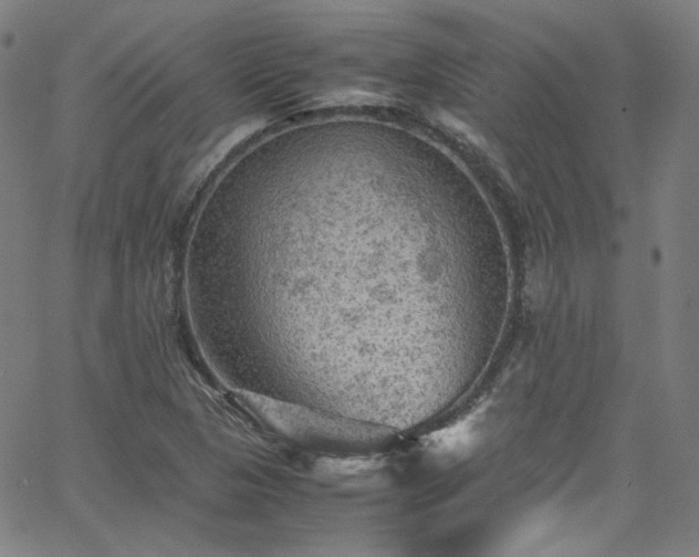 X0000065981313200603101412