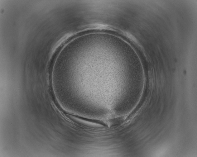 X0000065981318200603101412