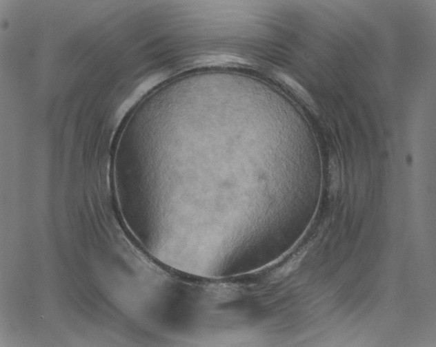 X0000065981322200603101412