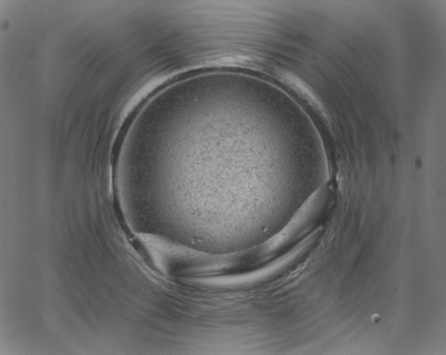 X0000065981324200603101412