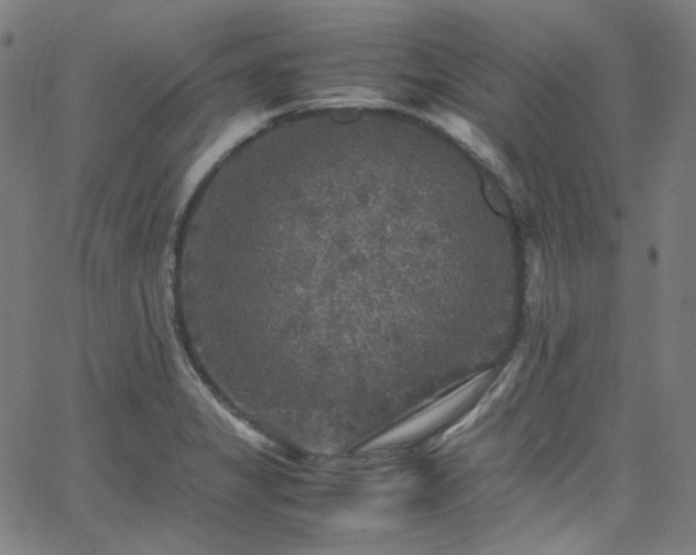 X0000065981325200603101412