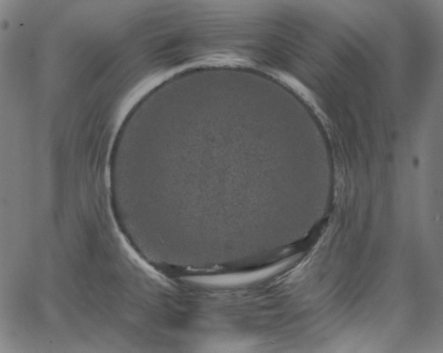 X0000065981335200603101412