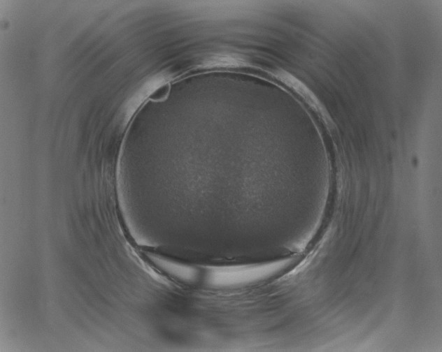 X0000065981337200603101413