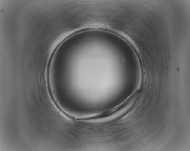 X0000065981343200603101413