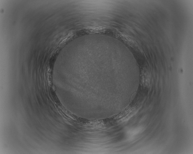 X0000065981346200603101412