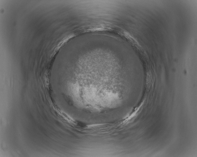 X0000065981353200603101412