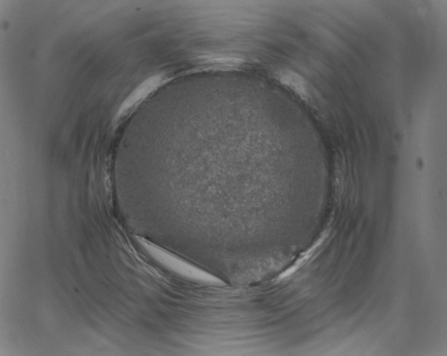 X0000065981354200603101412