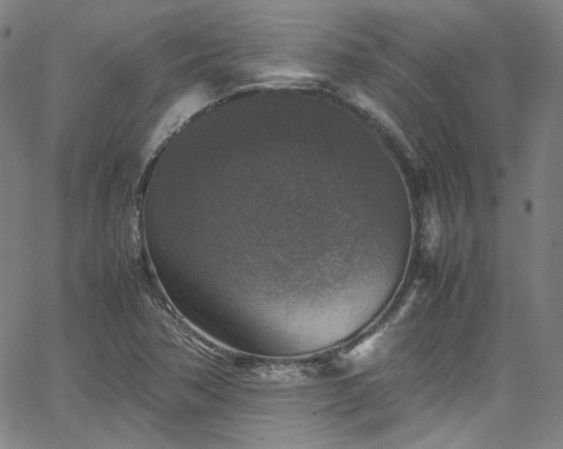 X0000065981362200603101412