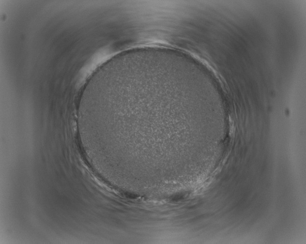 X0000065981363200603101412