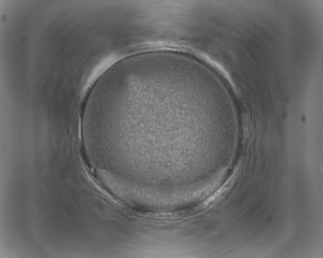 X0000065981365200603101412