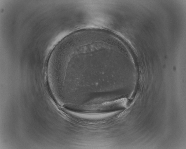 X0000065981367200603101411