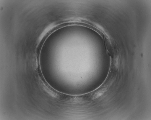 X0000065981368200603101411