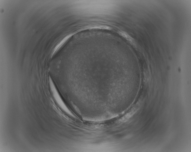 X0000065981369200603101411