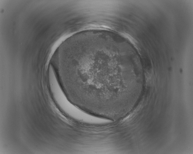 X0000065981371200603101411