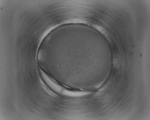 X0000065981372200603101411