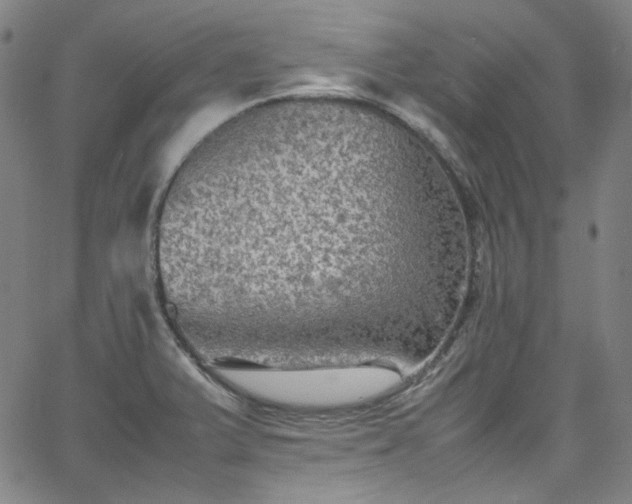 X0000065981375200603101411