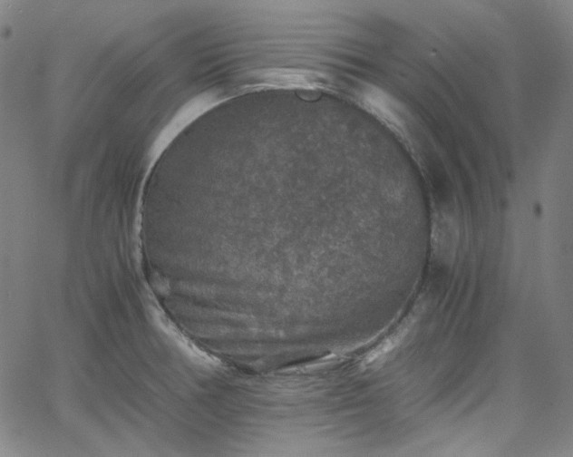 X0000065981378200603101411