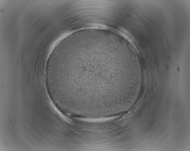 X0000065981379200603101411