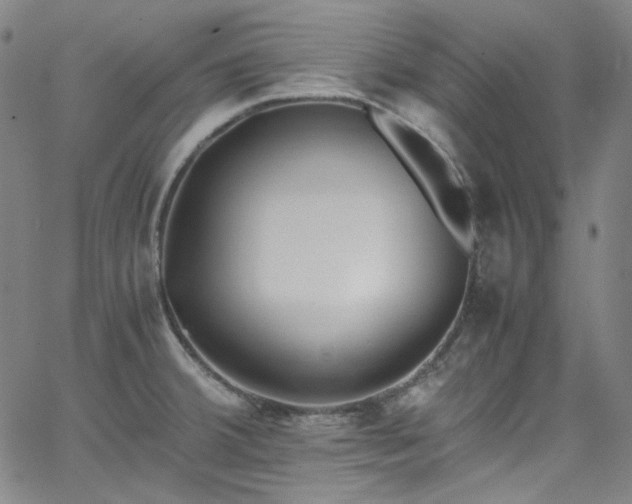 X0000065981380200603101411