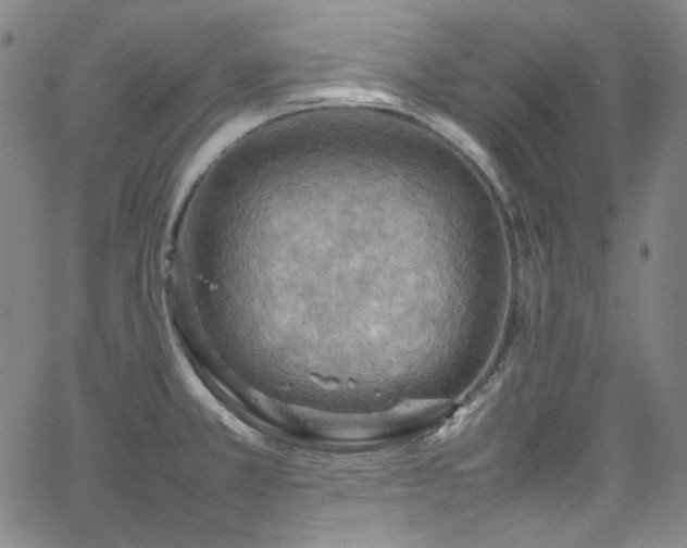 X0000065981381200603101411